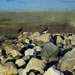 Tjeldsundbrua Camping
