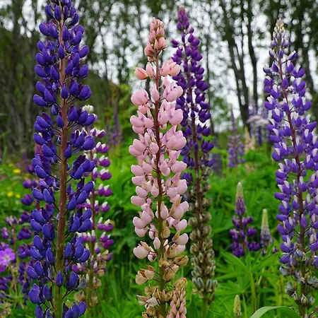 Отель Tjeldsundbrua Camping Evenskjer